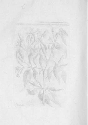 TAB.II v