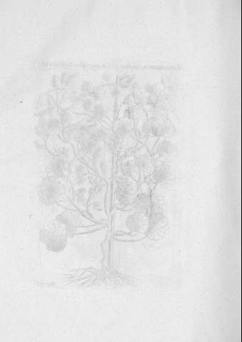 TAB.III v