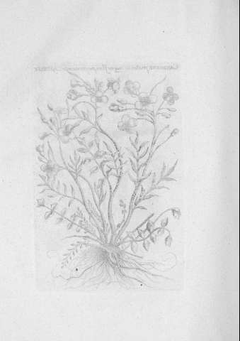 TAB.IV v