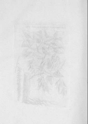 TAB.VIII v