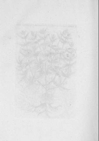 TAB.XIV v