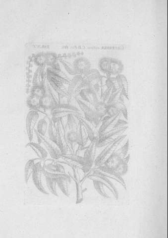 TAB.XV v