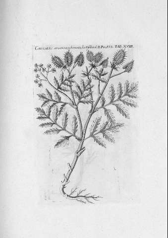 TAB.XVIII r