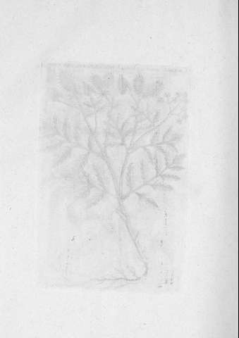 TAB.XVIII v