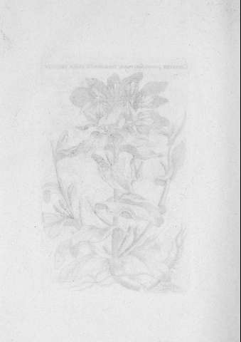 TAB.XXIV v