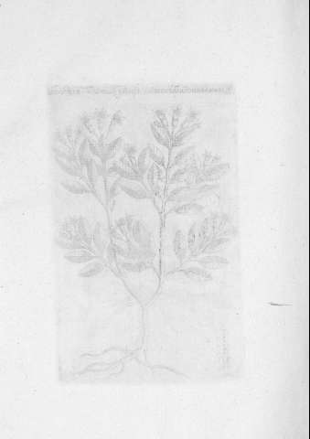 TAB.XXXII v