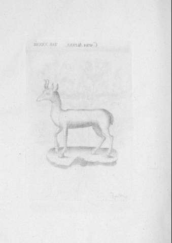 TAB.XXXIII v