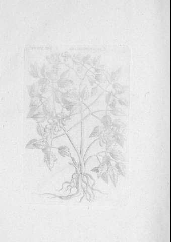 TAB.XXXVII v