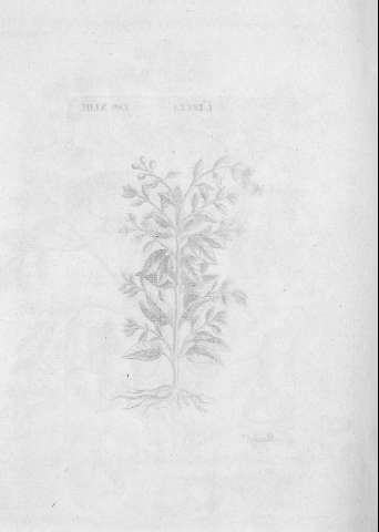 TAB.XLIII v