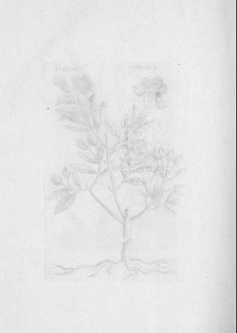 TAB.XLVI v