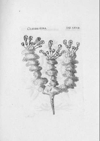 TAB.XLVII r