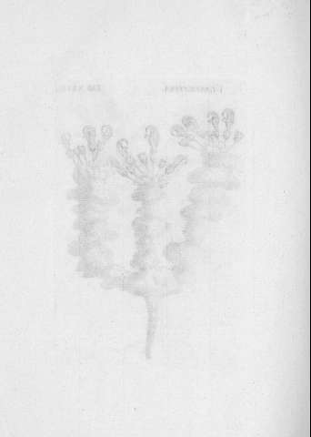TAB.XLVII v