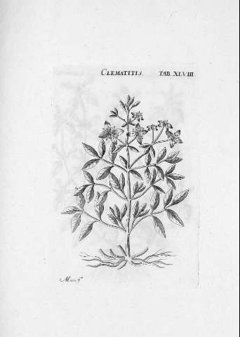 TAB.XLVIII r