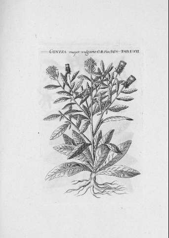 TAB.LVII r