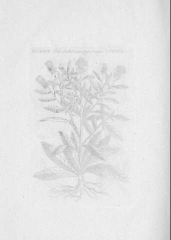 TAB.LVII v