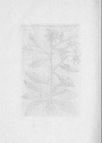 TAB.LVIII v
