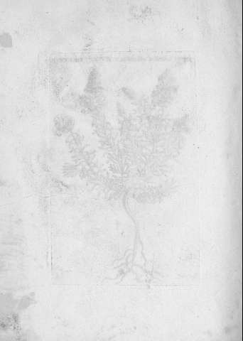 TAB.LXV v