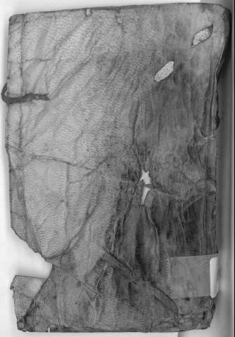 [Cubierta]
