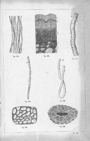 PL. 36