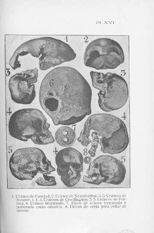 Pl. XVI