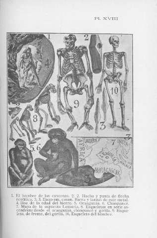 Pl. XVIII
