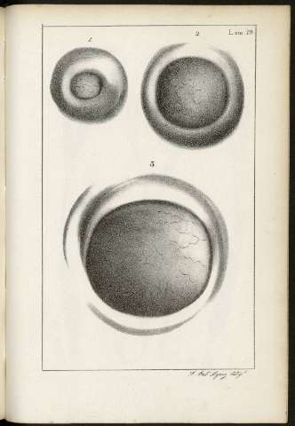 Lam 19