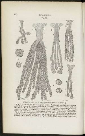 170