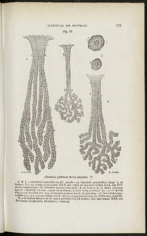 171