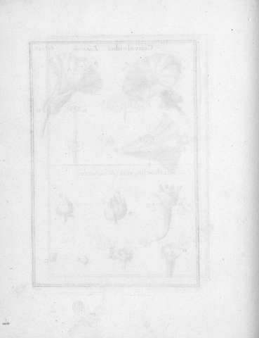 Tab.17v