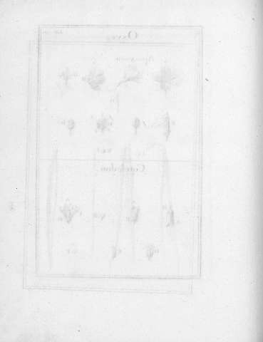 Tab.19v