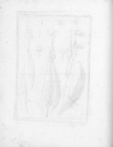 Tab.21v