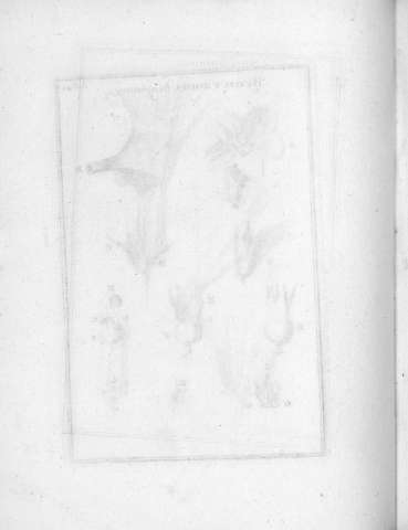 Tab.42v