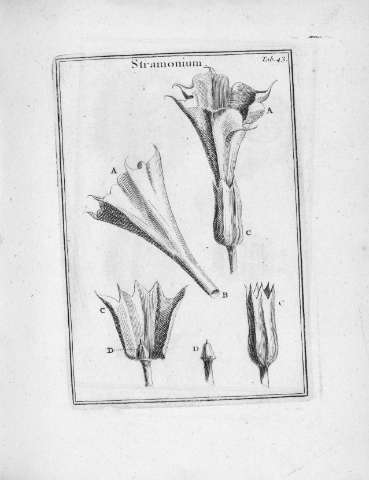 Tab.43r
