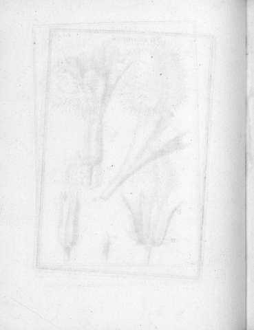 Tab.43v