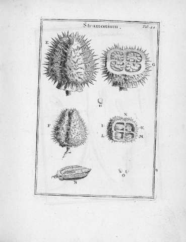 Tab.44r