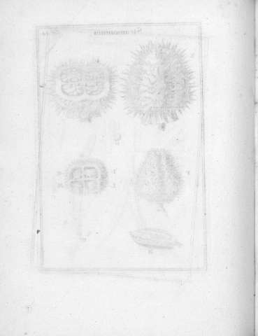 Tab.44v