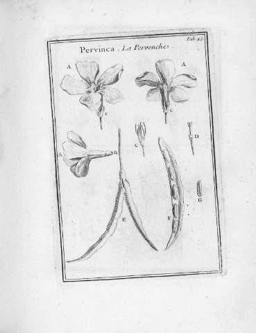 Tab.45r