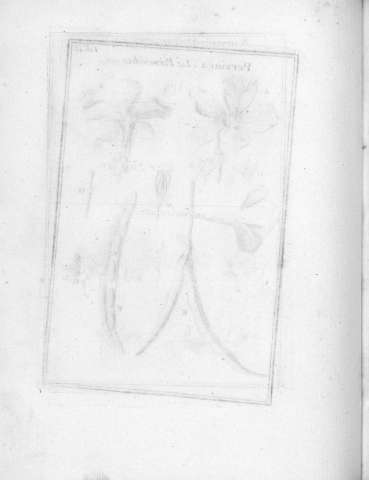Tab.45v